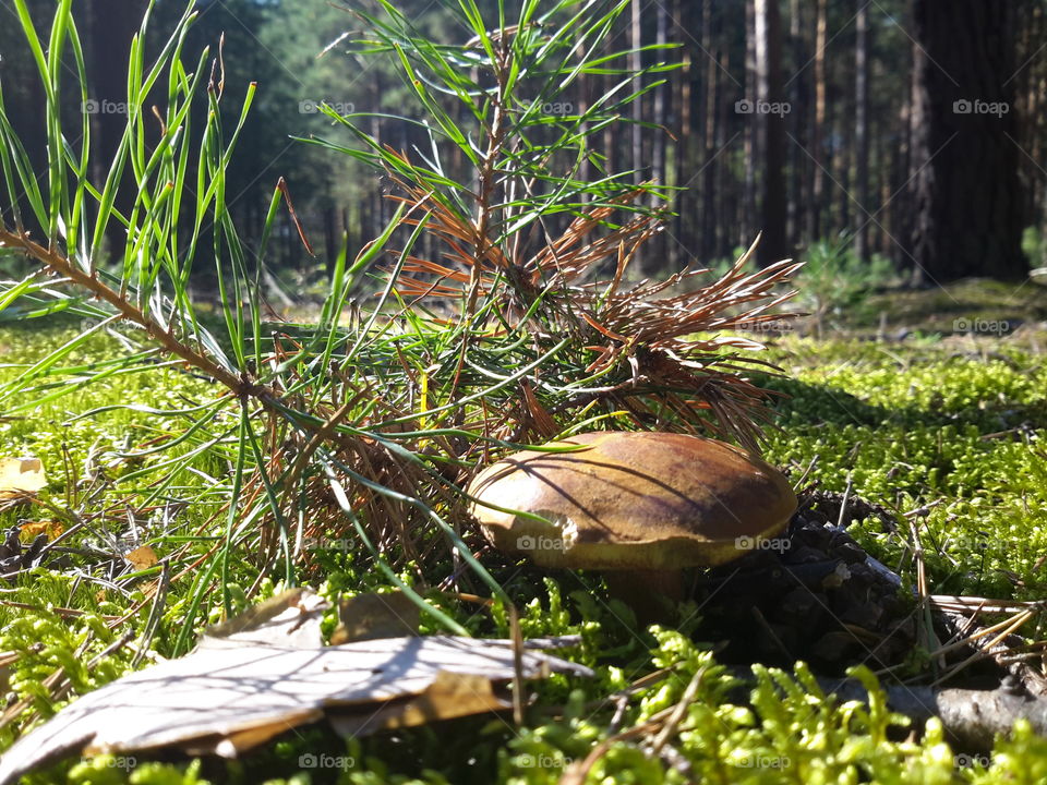 Summer mushroom. Sunny day in the forest. Zielona Góra. Poland