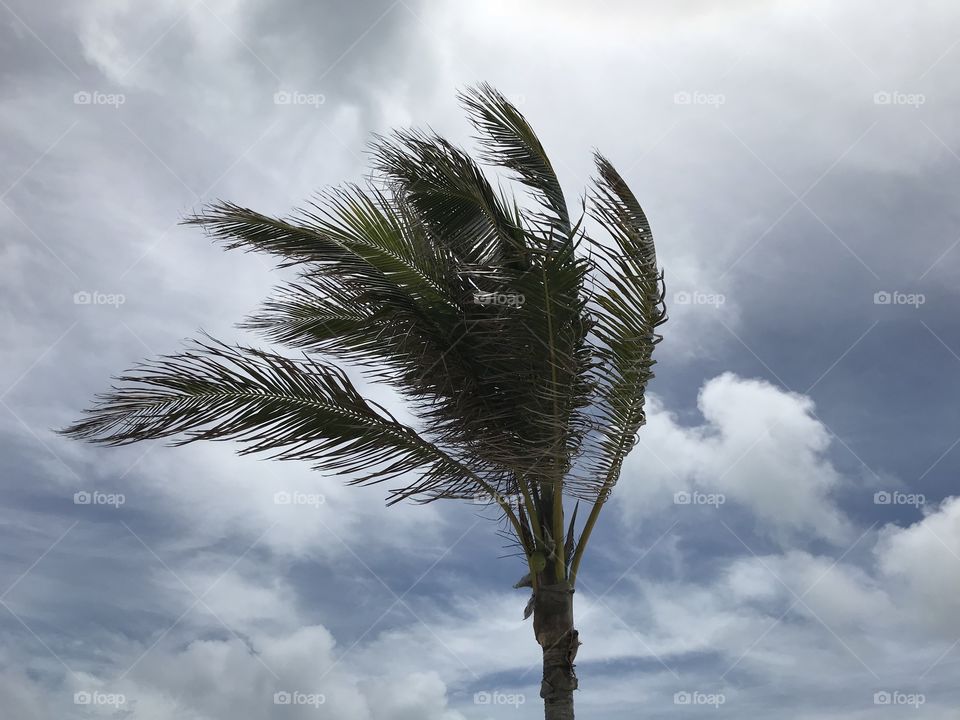 Nice breeze on the island and beautiful palm tree 