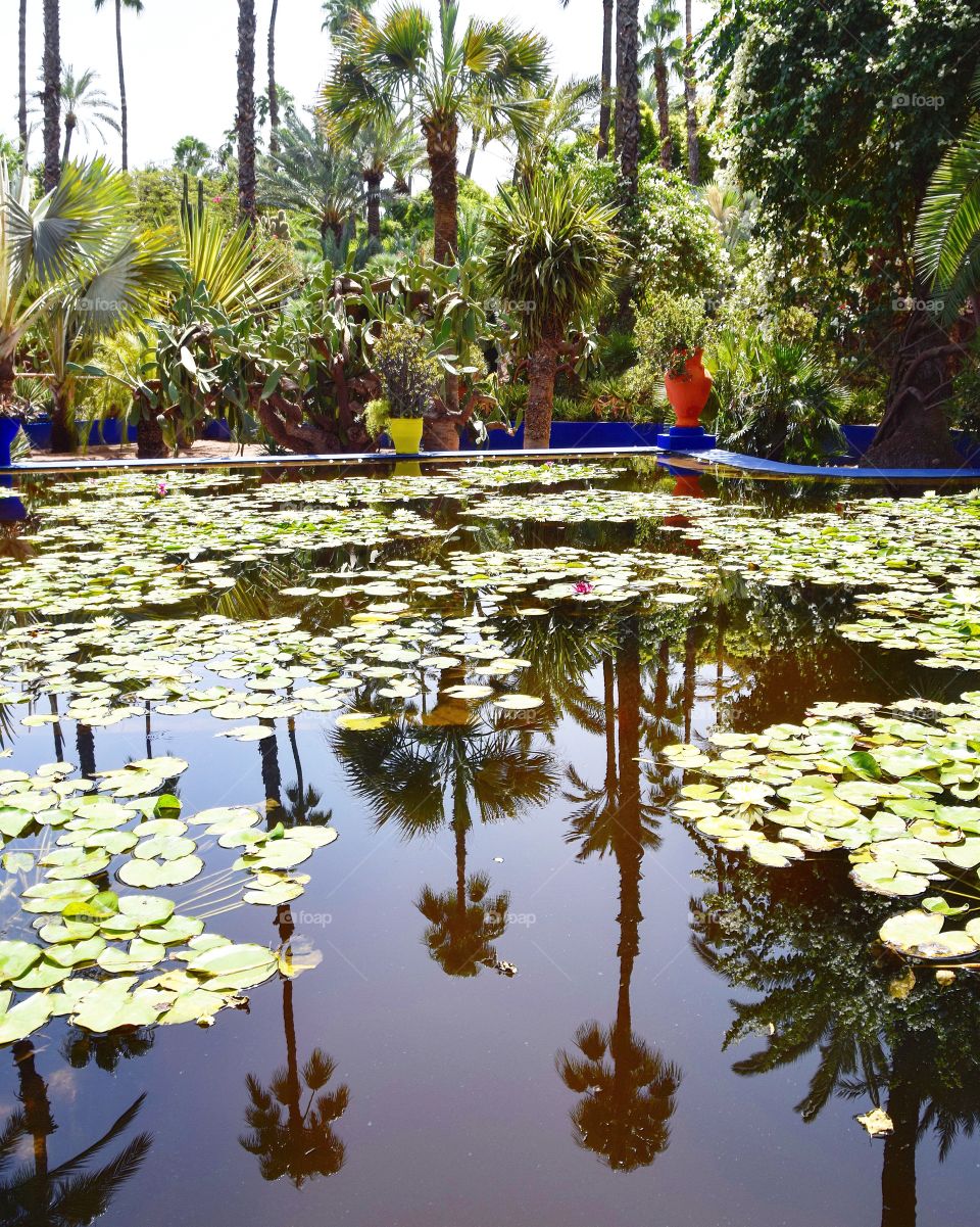 Beautiful jardin majorelle located in Marrakech 