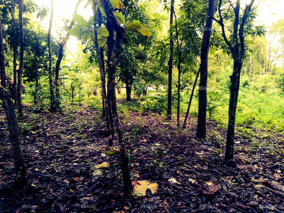 tree in sancang forest