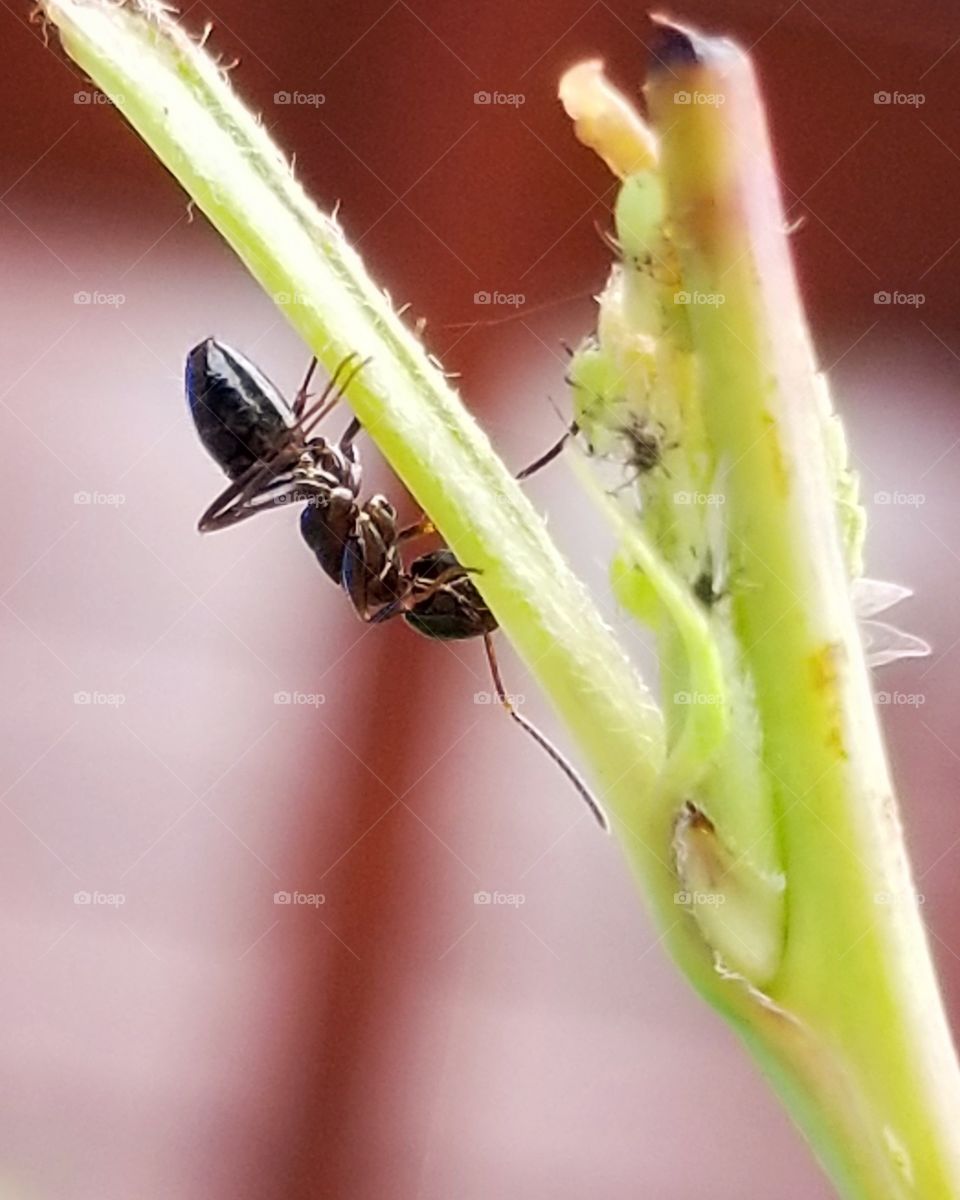 Ant on a branch