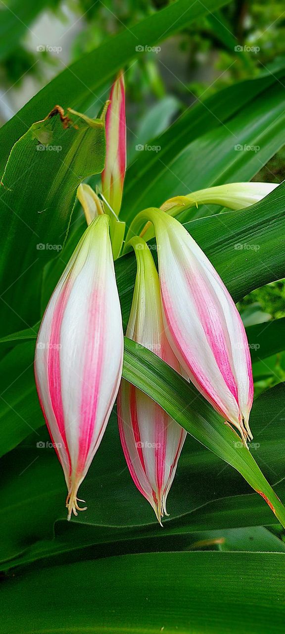Flower Buds of Hardy Swamp Lily Also Known As Orange River Lily (Crinum Bulbispermum) A Plant of the Amaryllidaceae Family