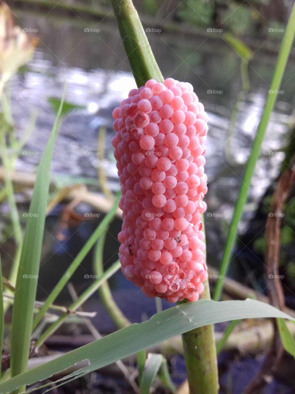 Snail Eggs