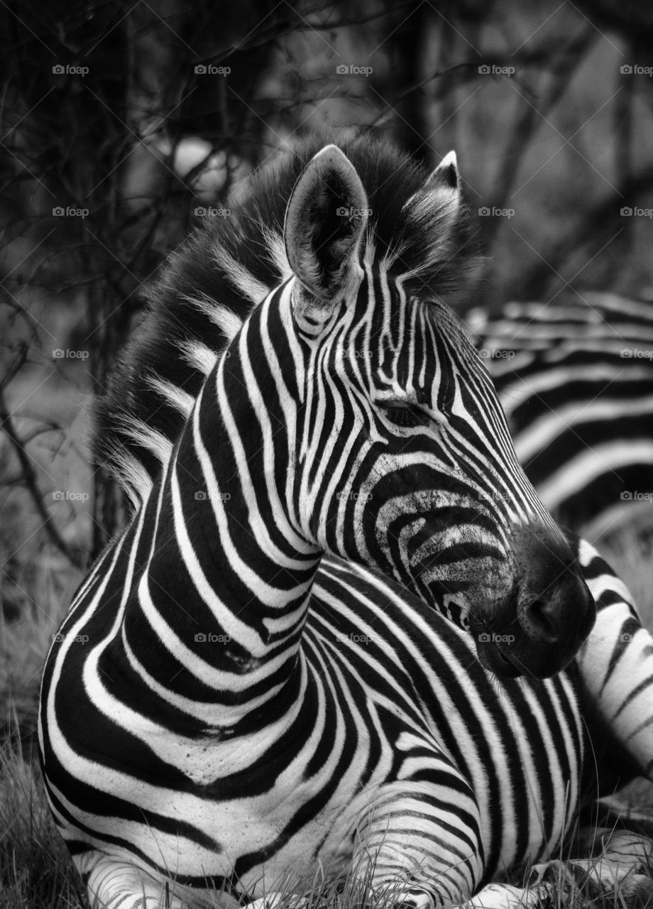 beautiful zebra