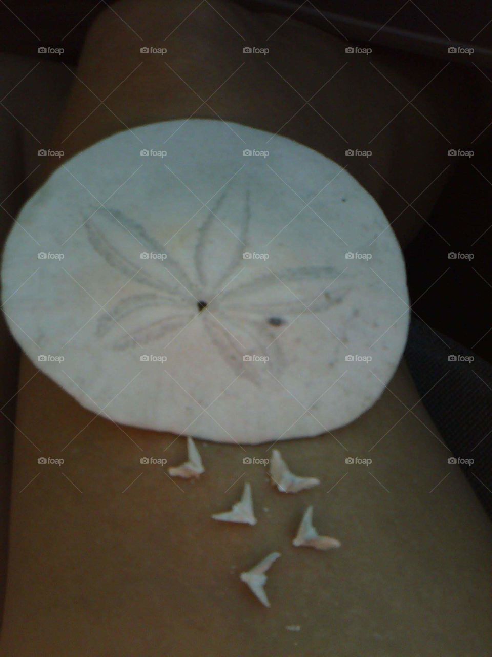 Legend of the Sand Dollar.
Of the birth and death of Jesus 
Found in the Sand Dollar shell 

If you examine closely, 
You'll see that you find here 
Four nail holes and a fifth one
Made by a Roman's Spear. 

On one side the Easter Lily, 
Its center is the star 
That appeared unto the wisemen 
And led them from afar. 
The Christmas poinsettia 
Etched on the other side 
Reminds us of His birthday 
Our Happy Christmas tide. 
Now break the center open 
And here you will release 
The five white doves awaiting
To spread Good Will and Peace. 
This simple little symbol, 
Christ left for you and me 
To help us spread his Gospel 
Through all eternity.