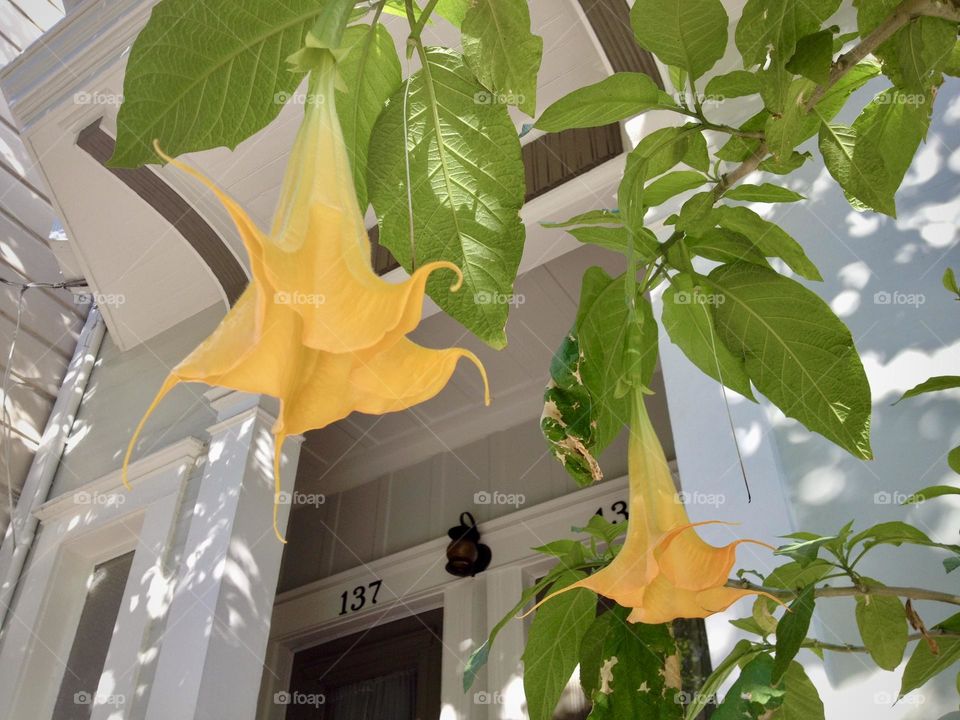 Trumpet bush flowers at front door