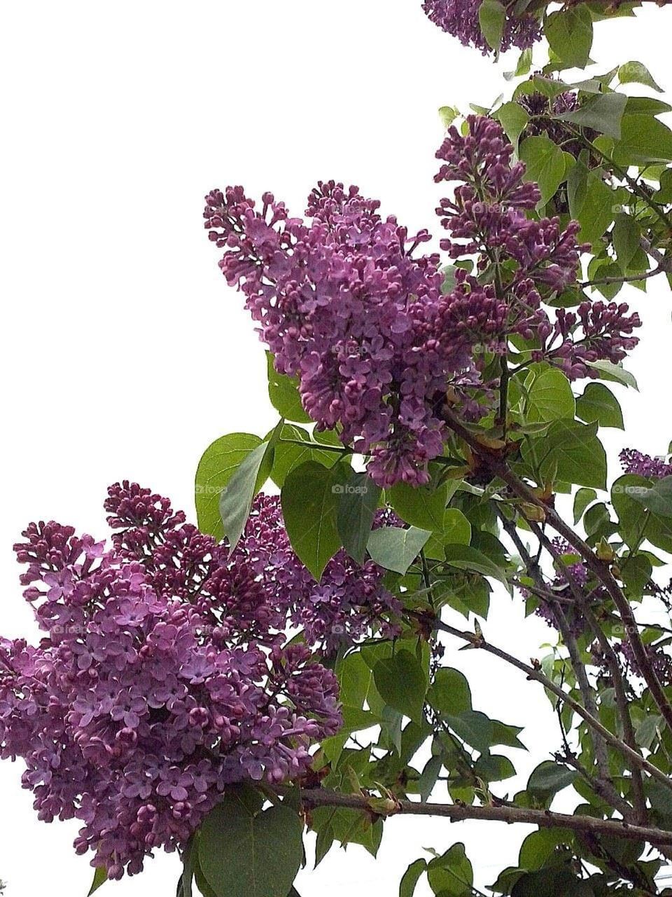 beautiful lilac tree