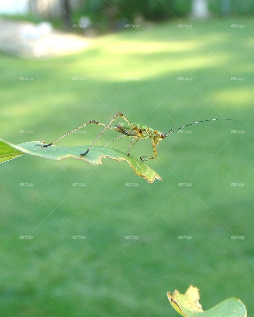 GRASSHOPPER on LEAF