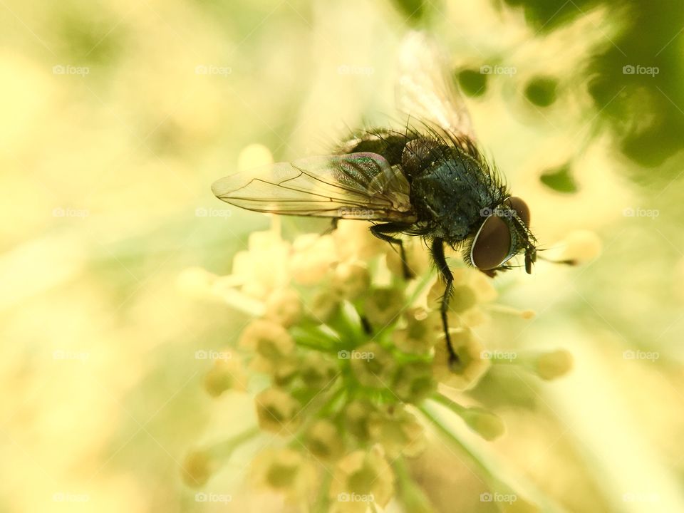 Fly in flower macro