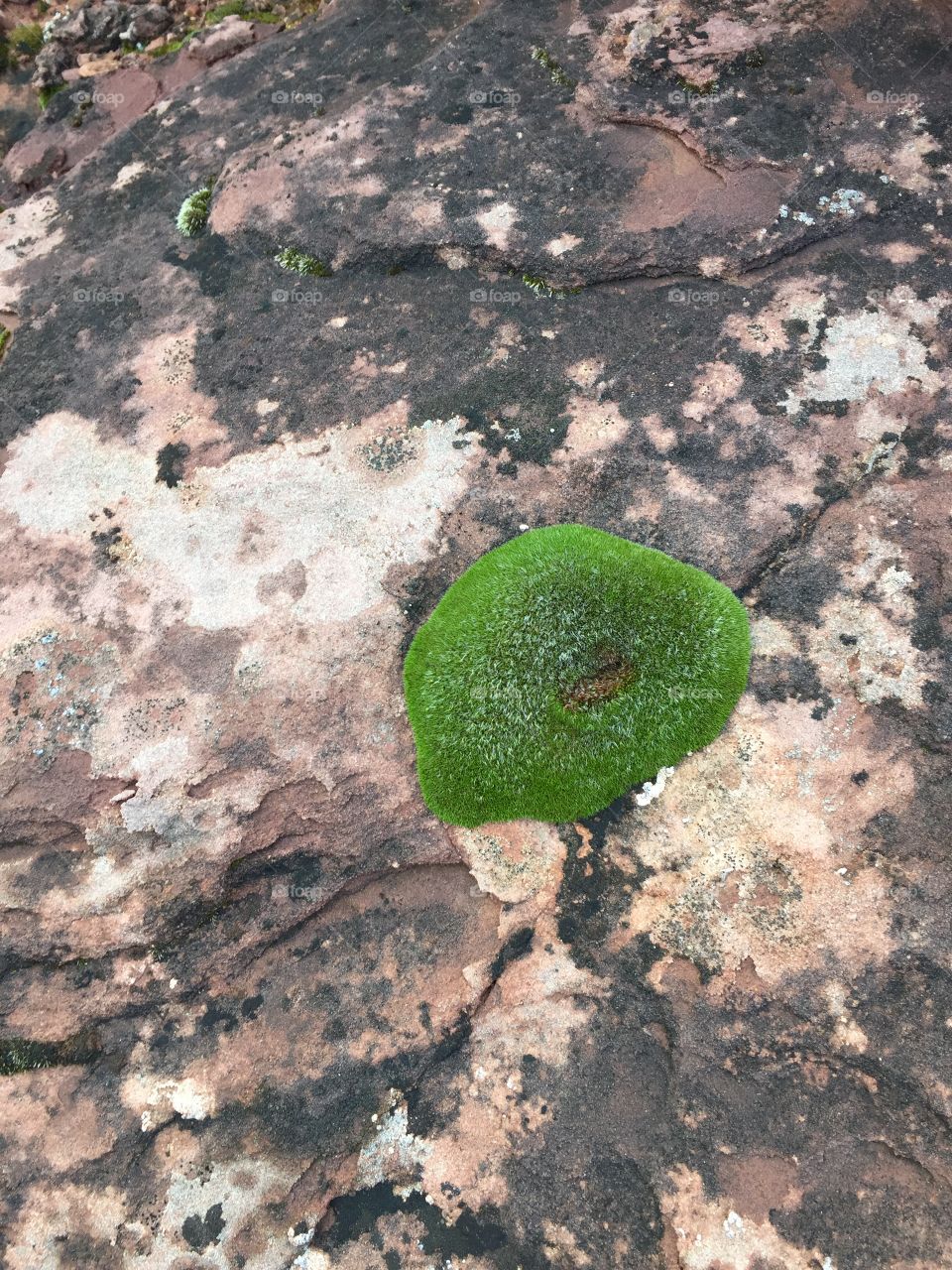 Mossy rock