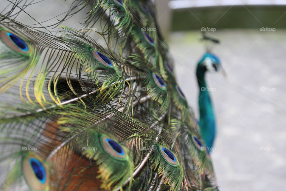 Peacock in the bird park in Kuala Lumpur, Malaysia 