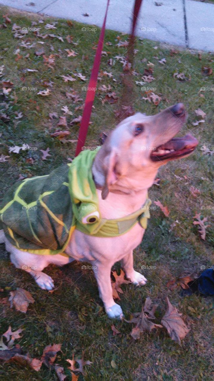 turtle dog