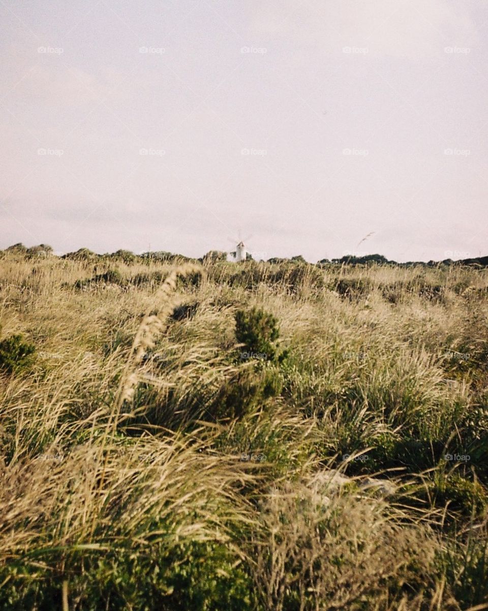 Analogue shot with canonette of an old windmill across the field