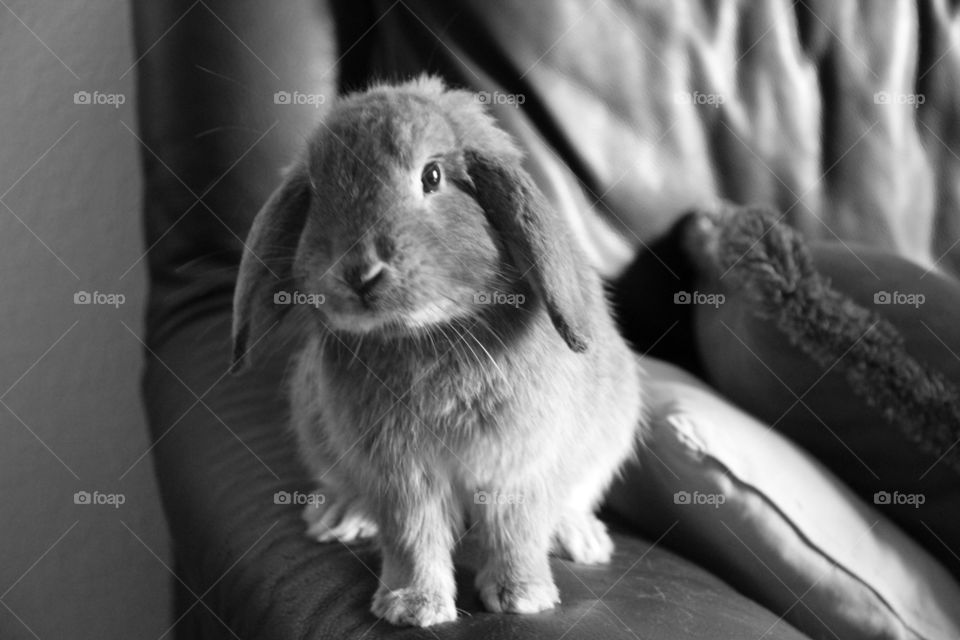 Rabbit sitting on sofa