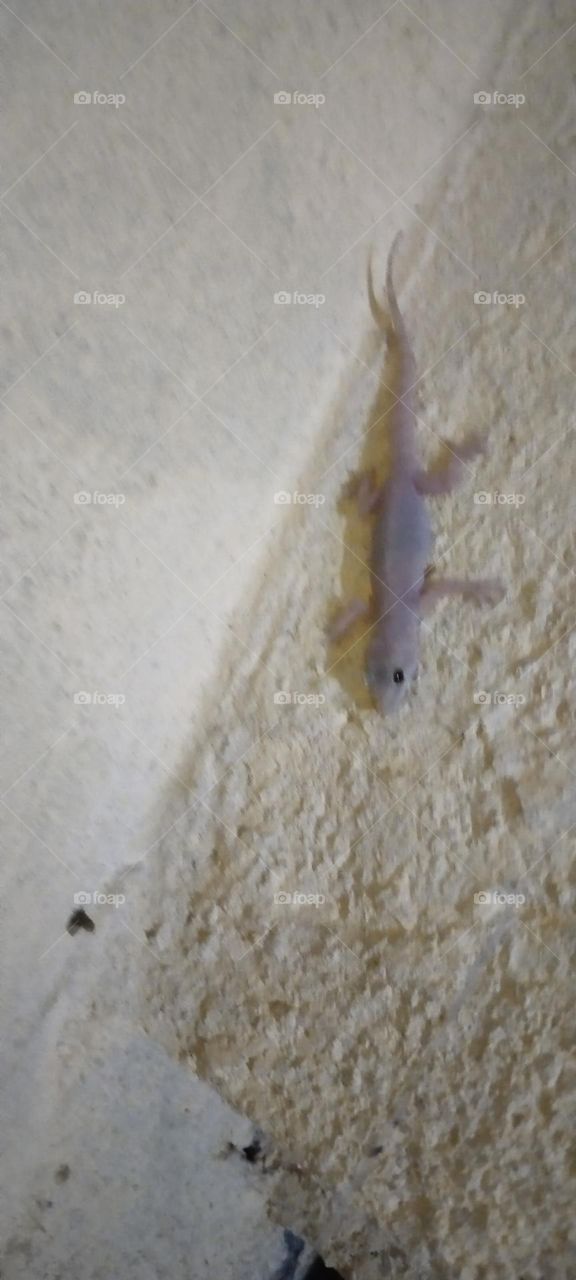 The natural creature is watching something.