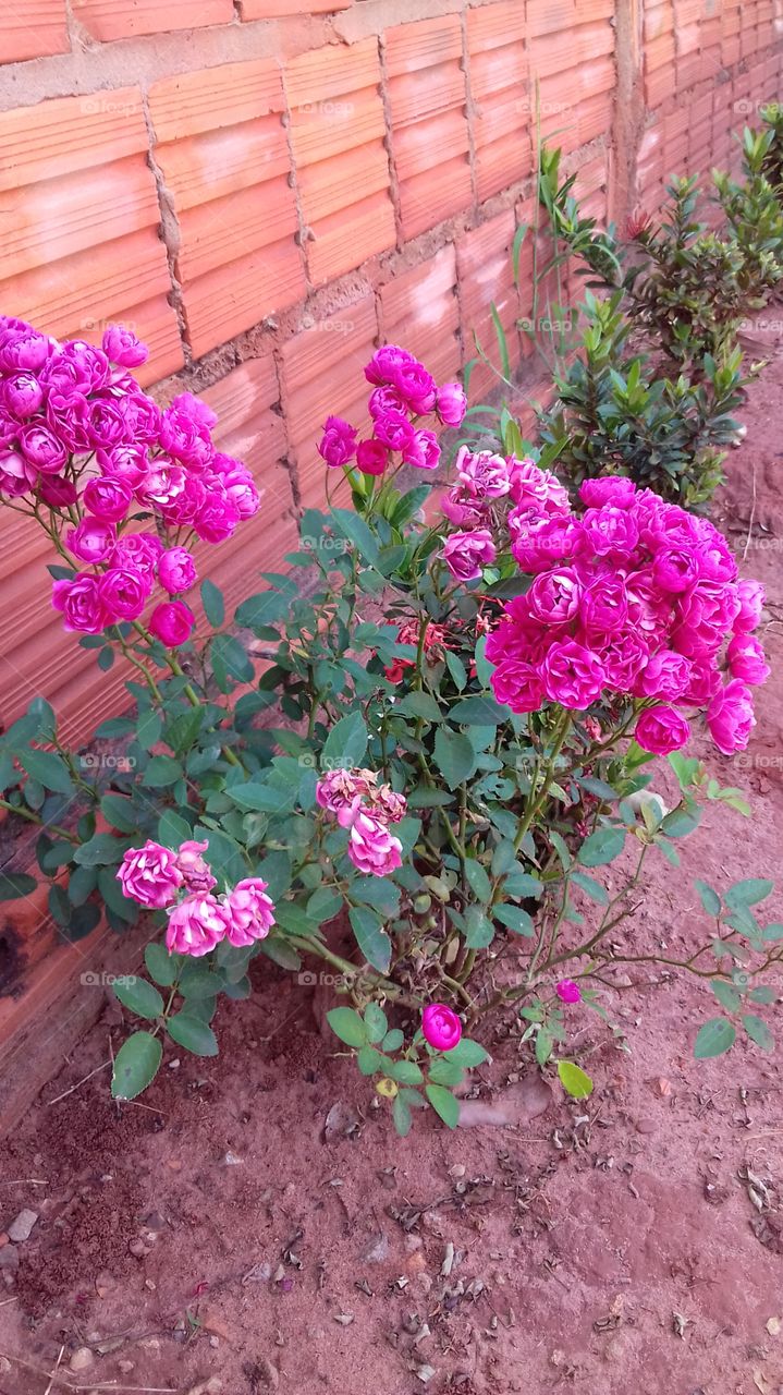 roseira com buquês de todas na cor pink