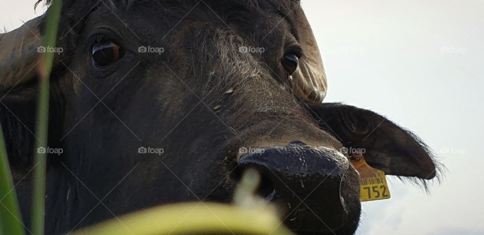 black buffalo