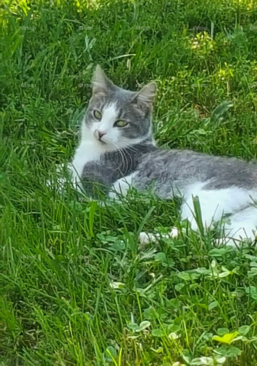 cat in grassy backyard