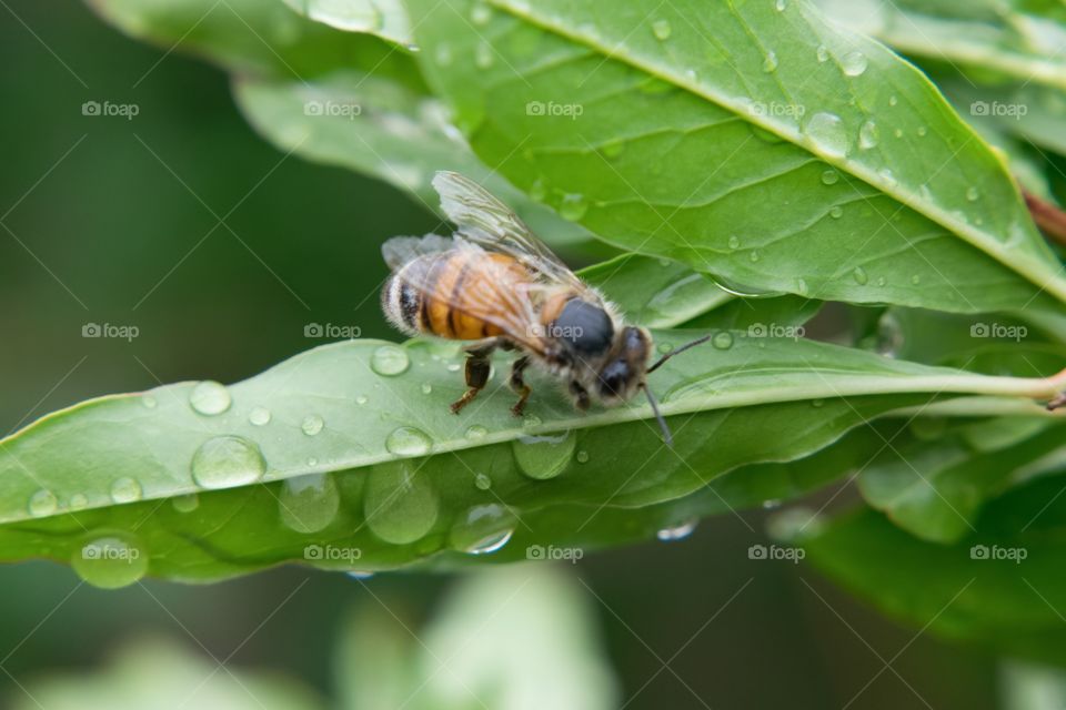 Bee on a leaf with raindrops