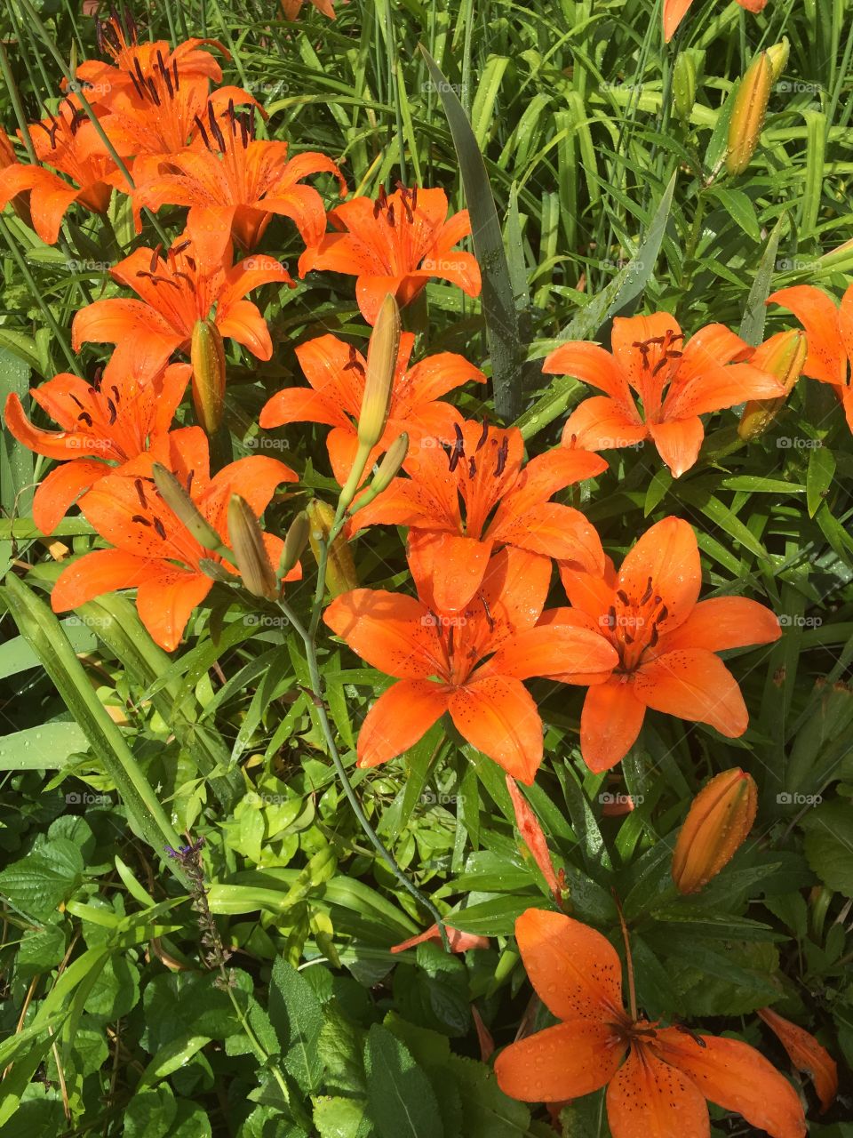 Bright orange lilies in my garden.
