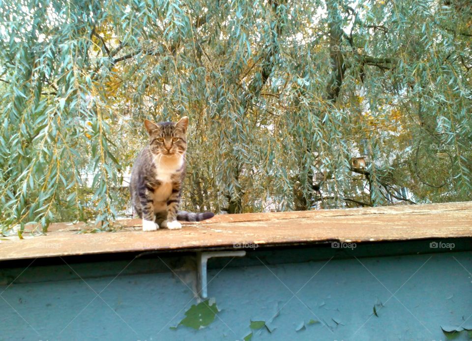 Nature, Cat, Outdoors, Tree, Wood