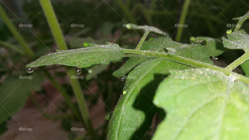 Leaf, Rain, Dew, Drop, No Person