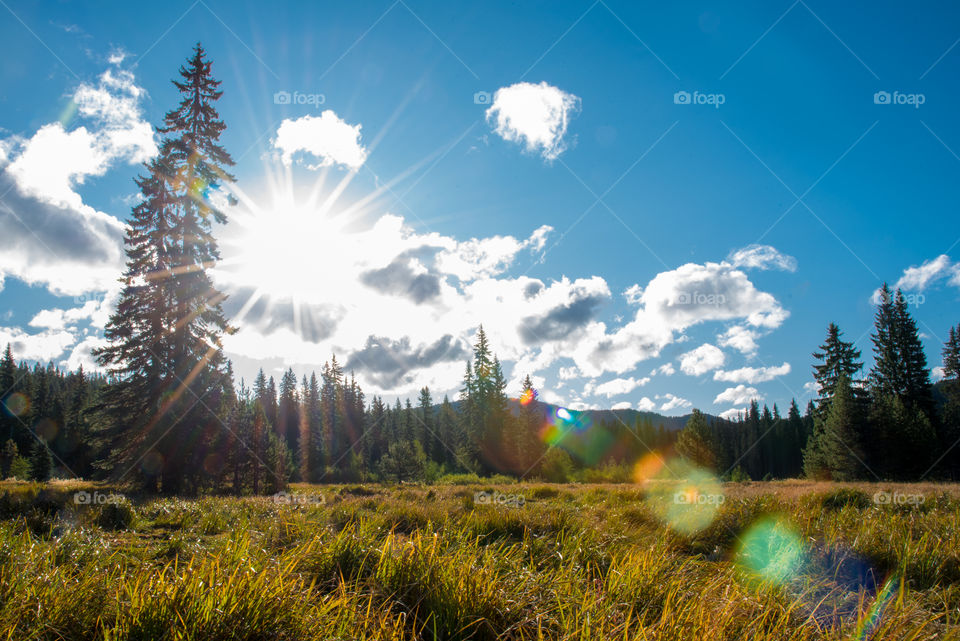 Sunbeams through clouds and trees in an overgrown field with trees