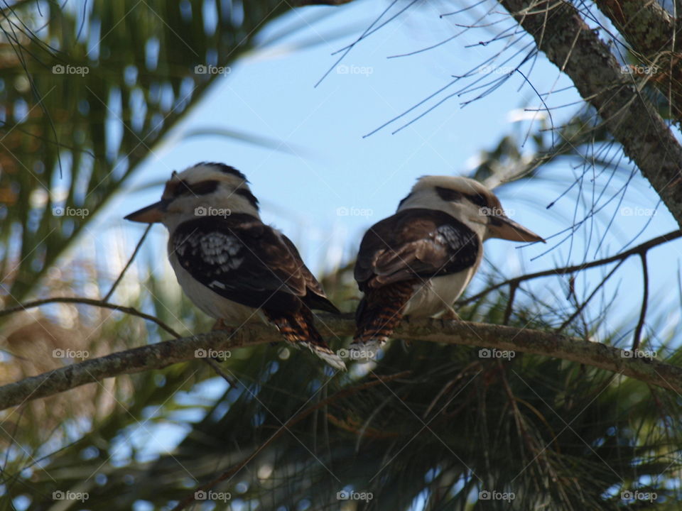 Australian wildlife kookaburras
