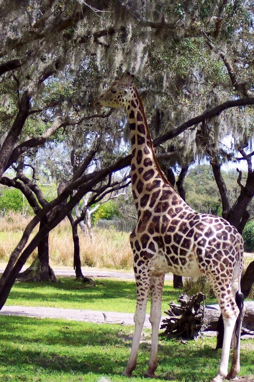 Giraffe