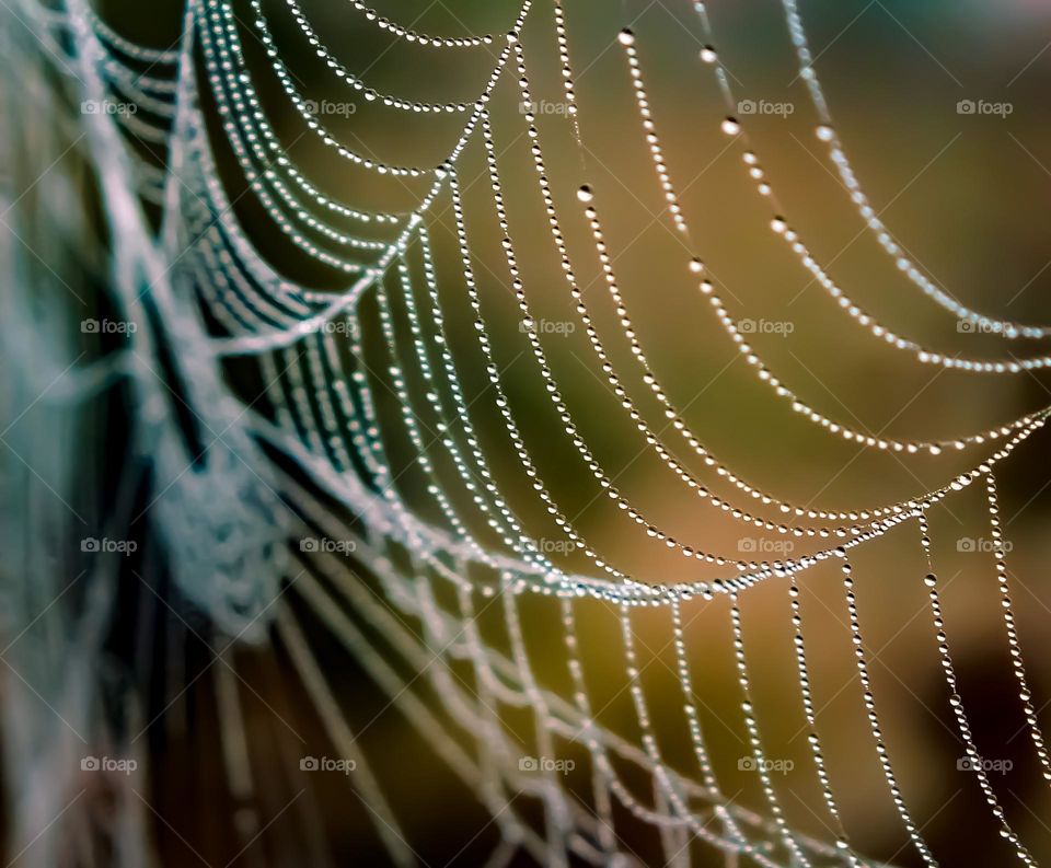 Dew on the web