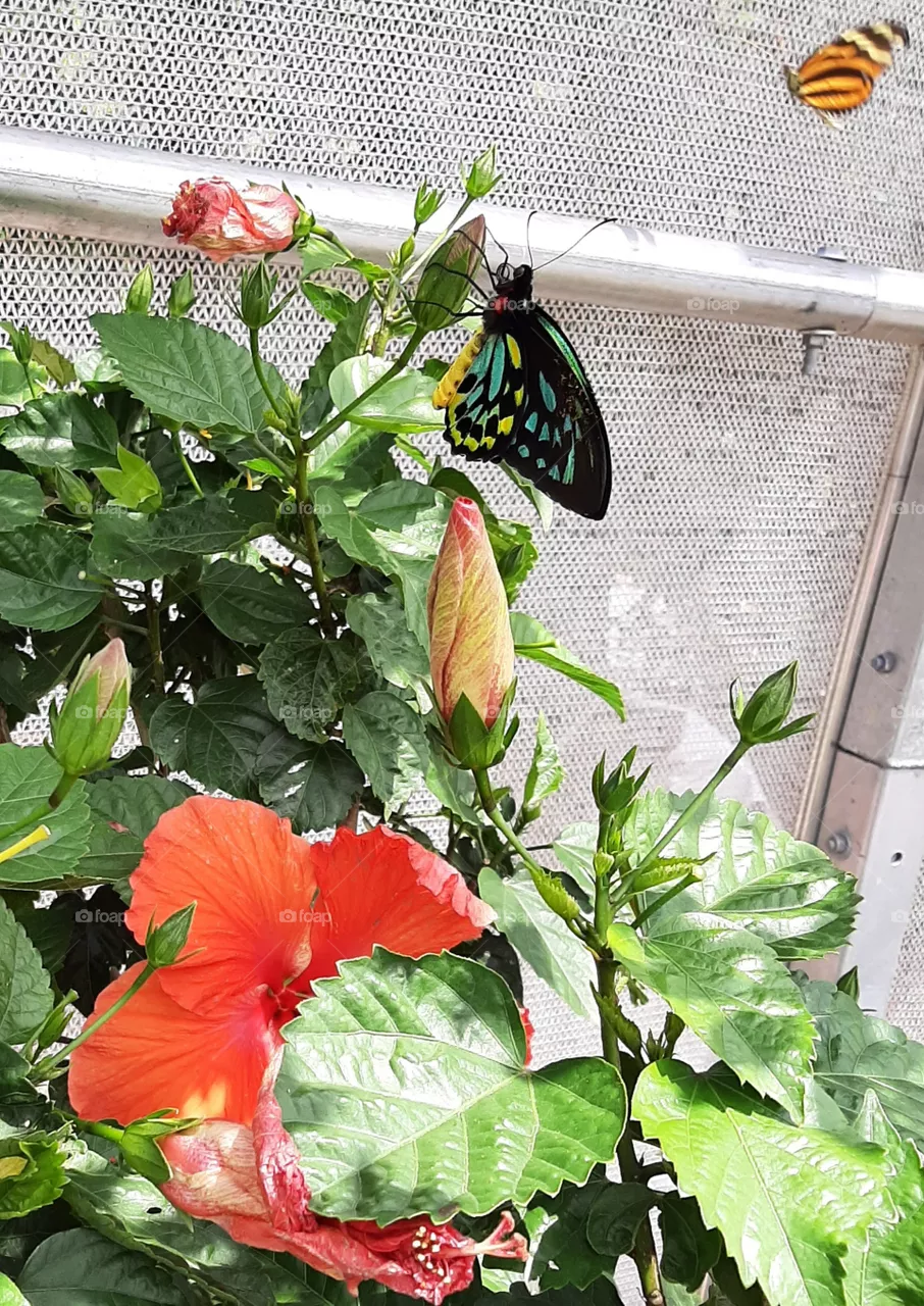 "Queen Alexandra's birdwing" on Hibiscus 🌺