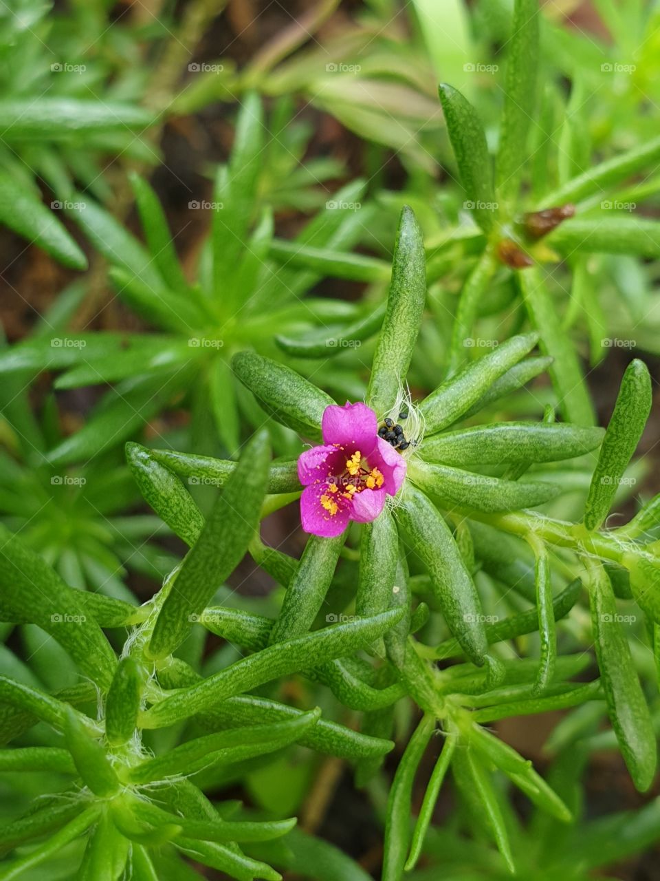 the beautiful flowers