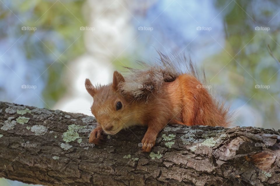 red squirrel sits on a tree