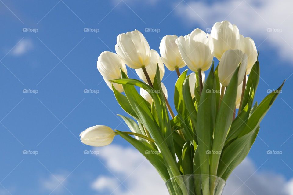 Bouquet of white tulips