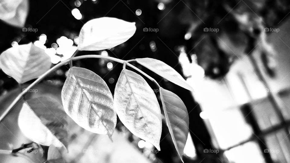 Tender leaves of Pongamia looks so bright and fresh.