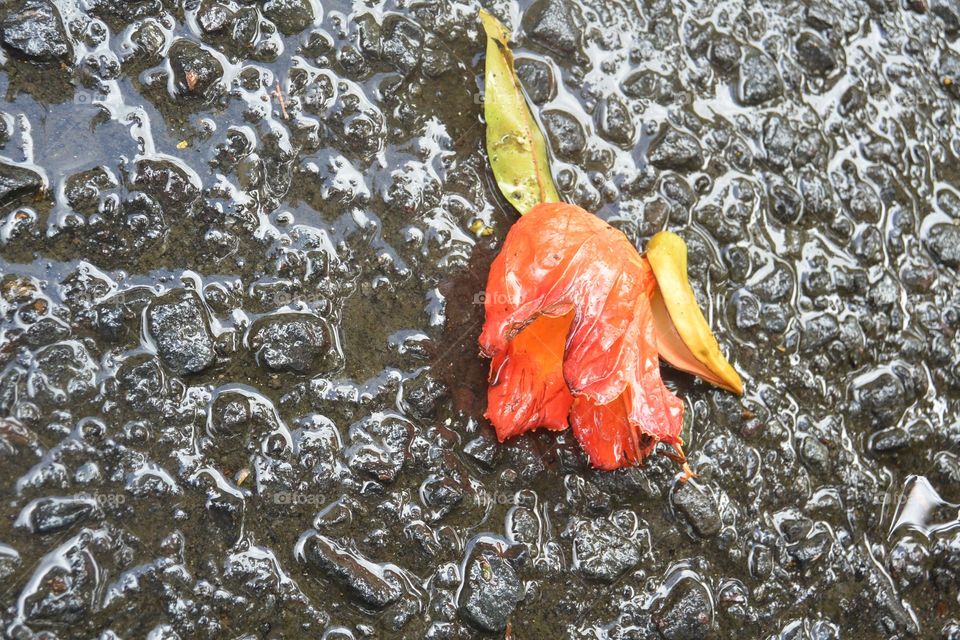 Fallen flower, washed  away by the rain.