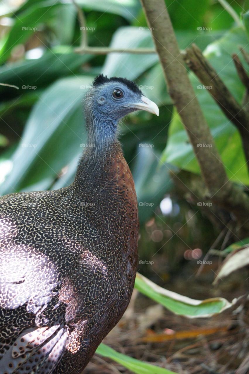 Great Argus Pheasant