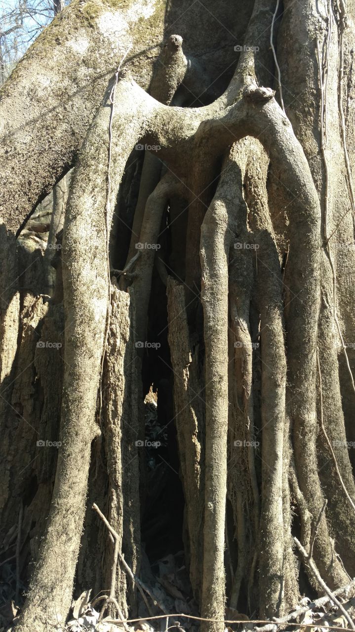 Tree, Old, Sculpture, Nature, Desktop