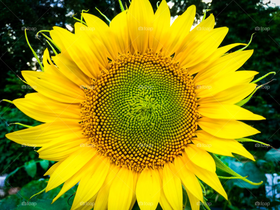 Sunflower close-up