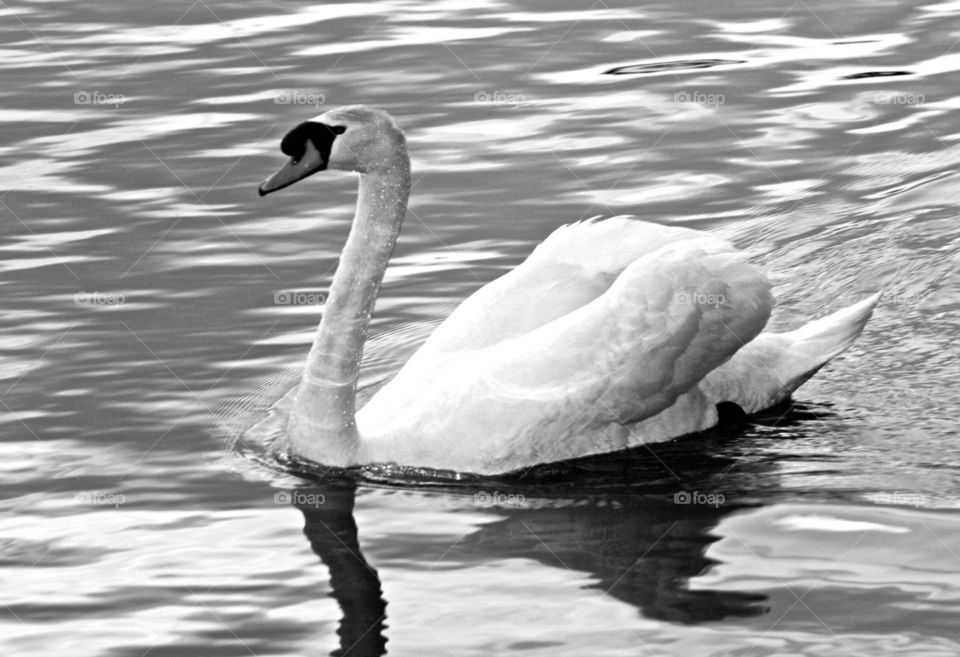 Beauty within the Swan