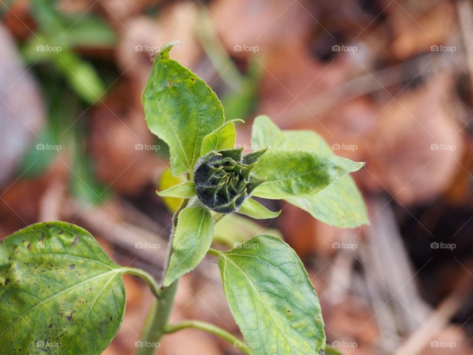 Sunflower near the lake