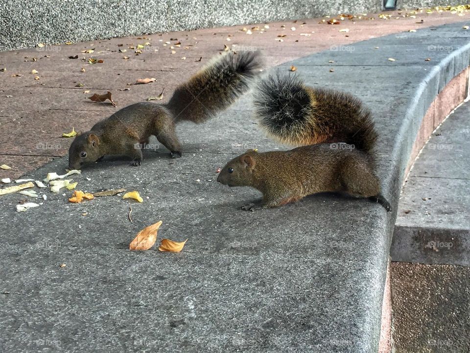 Hungry squirrels