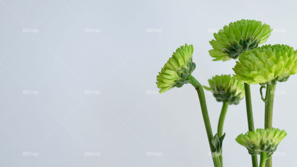 Green Chrysanthemums