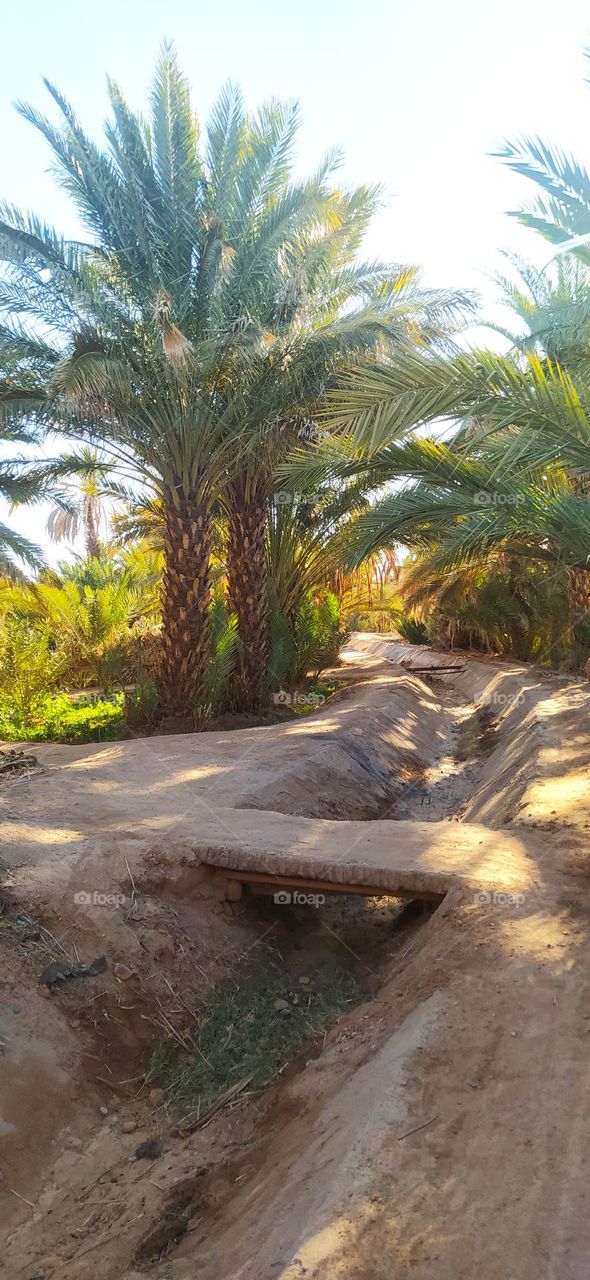 Crossing bridge in grove