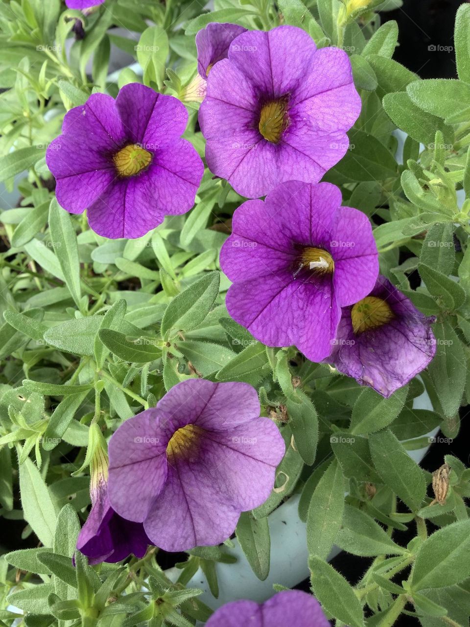 Backyard blossoms