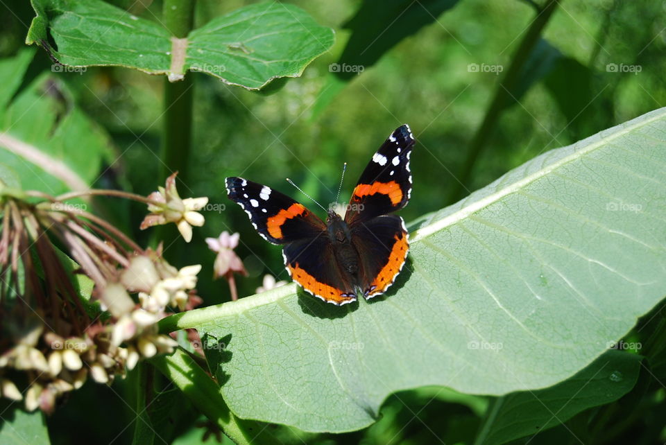 Red Admiral butterfly resting on milkweed plant leaf in summer