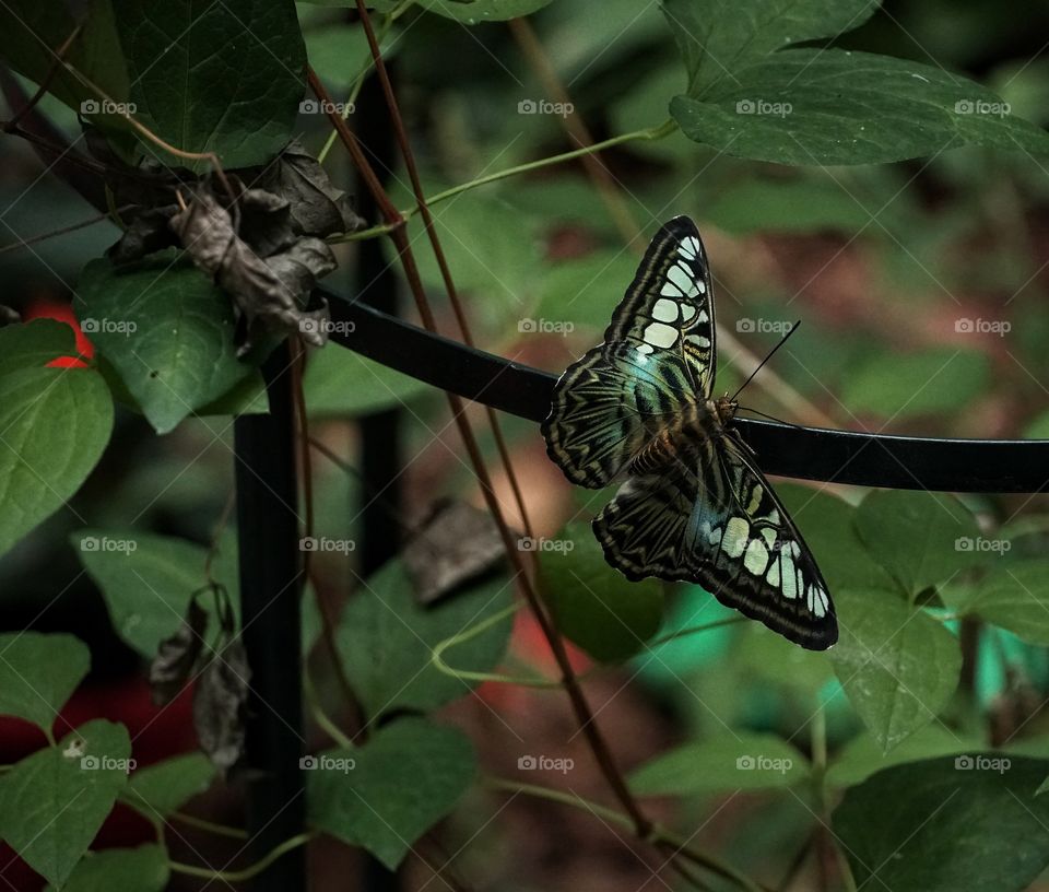 Butterfly Expo  - Antipa Museum/Bucharest