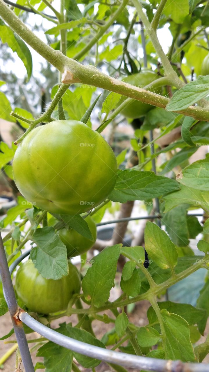 Urban gardening