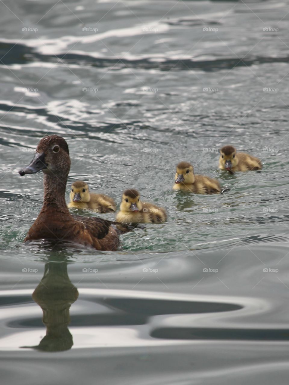 Mama Duck and her Ducklings
