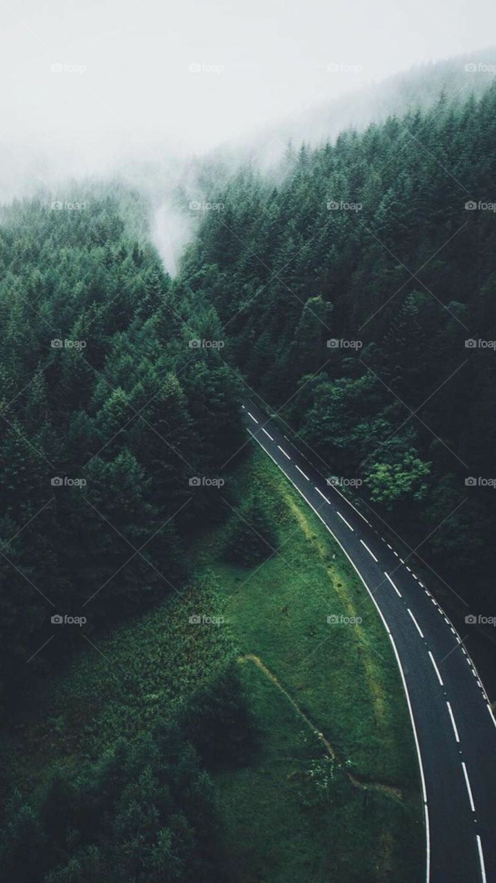 forest straight from Google